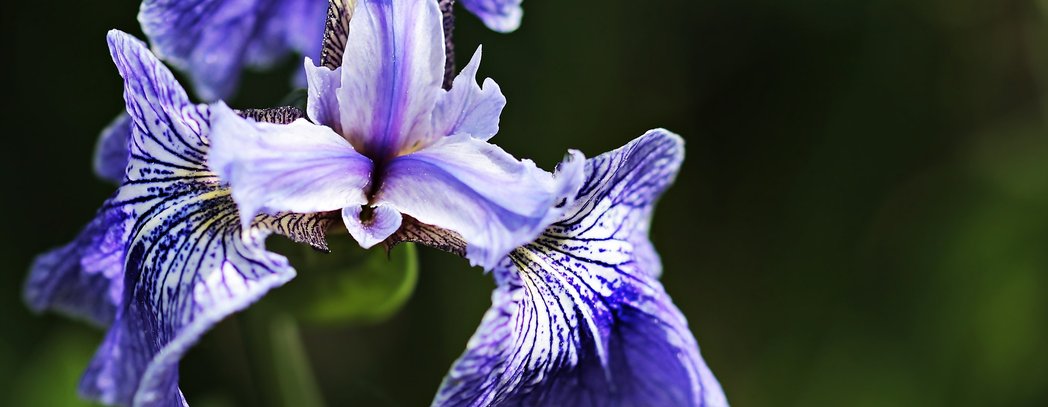 Iris Flower